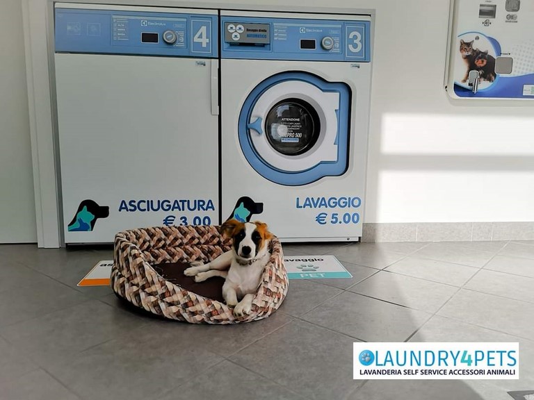 Laundry4Pets Salerno. lavanderia accessori animali a Salerno